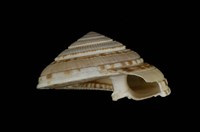 藏品(夸氏車輪螺)的圖片